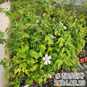 유럽 무궁화 포트묘 랜덤발송 (색상랜덤)