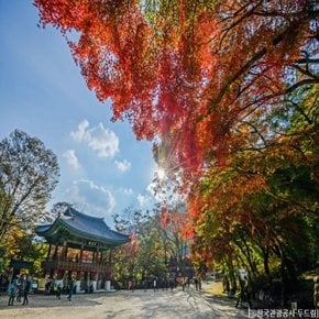 [최소출발인원8명]◆가을맞이◆[KTX정읍-당일]애기단풍이 만발하는 장성 백양사