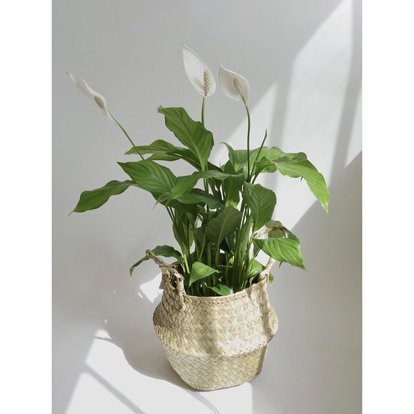 확대된 대표 Main Image