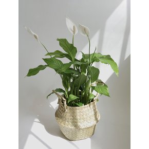 스파티필름 중 (Spathiphyllum wallisii) 해초 라탄 바구니