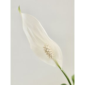 스파티필름 중 (Spathiphyllum wallisii) 해초 라탄 바구니