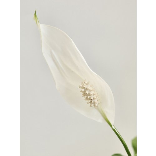 Add Image 1