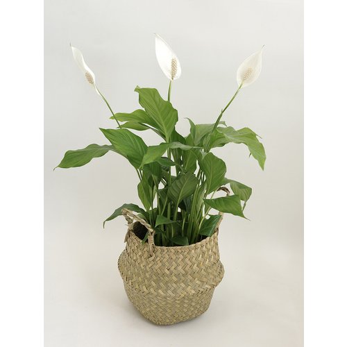 Add Image 3