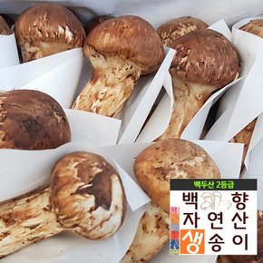 (SB)[백향송이]2024 백두산 자연산 (2등품 1kg) 제철 생송이버섯