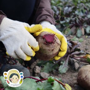 제주느린농부의 레드비트 5kg (상품, 실중량)