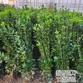 사철나무 묘목 H1.0전후 10주