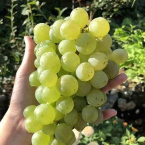 아삭아삭 애플포도 스윗글로브 포도 2봉지(2kg 내외)