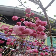 착한가격 나무생각 / 수양 분홍겹벚나무 / R2 / 개화주