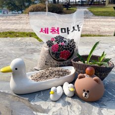 세척 마사토 소립 약1.8kg . 분재 다육이 스투키 선인장 분갈이흙 씻은 배수용