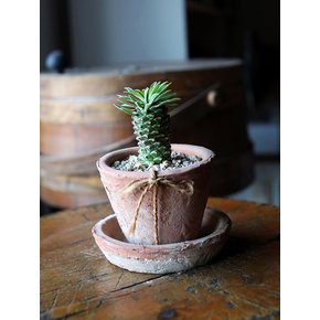 작은 태양 파인애플 (Little Sun Pineapple) 괴마옥 빈티지 토분(s)