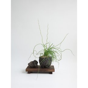 스프링 골풀 (Juncus) 진열 스탠드 풀세트