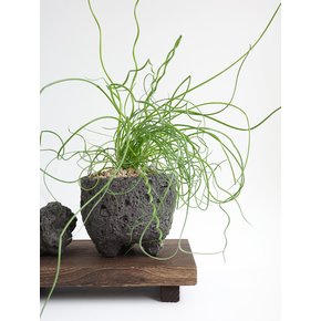 스프링 골풀 (Juncus) 진열 스탠드 풀세트