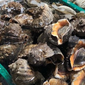 서해안 참소라 1kg (소) 10-15미