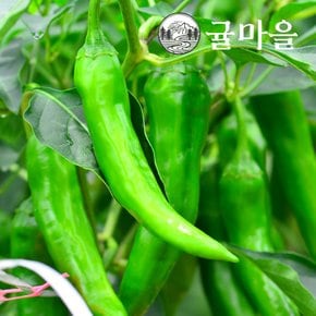 국내산 아삭이 고추 2kg내외