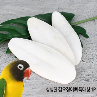 올블루 싱싱한 갑오징어뼈 특대형 1P 새간식 새영양제 칼슘