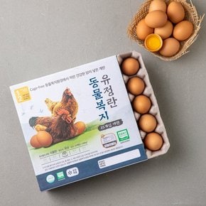 신선한 계란