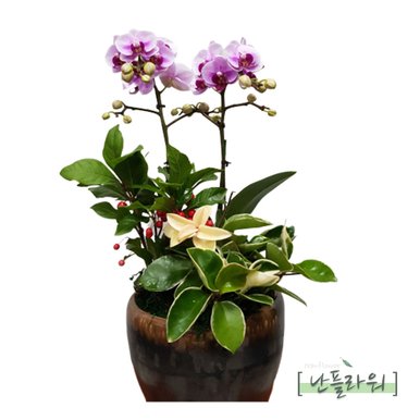 엘레강스 소 / 축하화분 승진난 취임난 영전난 축하란 서양란 엘레강스 / 천사난플라워