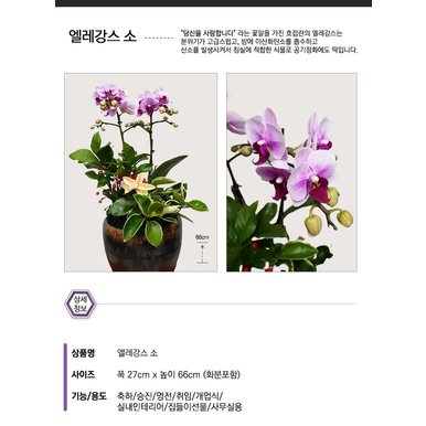 엘레강스 소 / 축하화분 승진난 취임난 영전난 축하란 서양란 엘레강스 / 천사난플라워