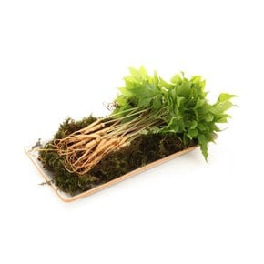 [당일수확] 담양 새싹삼 일반 선물세트 30뿌리 (13-15cm내외)