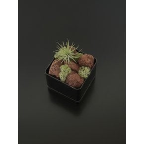틸란드시아 이오난사 (Tillandsia ionantha)