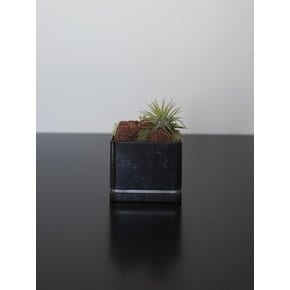 틸란드시아 이오난사 (Tillandsia ionantha)