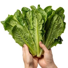프레시 국내산 통 로메인 1kg