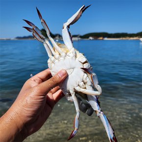 [가을제철] 서해안 활 숫꽃게 1kg 대 (kg당1-3미)