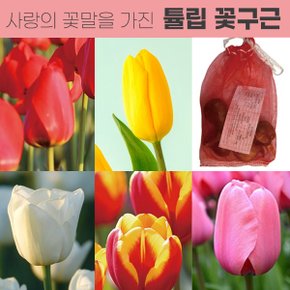 튤립구근 네덜란드산 추식구근 5종 5ea 모음