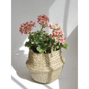 유럽 제라늄 중 (Pelargonium) 해초 라탄 바구니