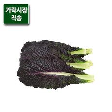 팸쿡 가락시장직송 적겨자 300g
