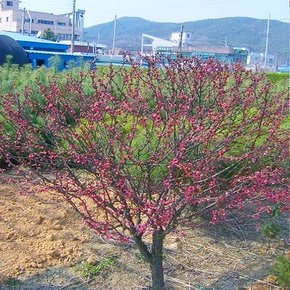 착한가격 나무생각 / 꽃매화(설중매) / R4 / 개화주