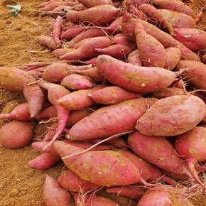 산지직송 해남 밤고구마(진율미) 한입 5kg (비세척)