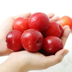 상큼한 햇 자두 1kg