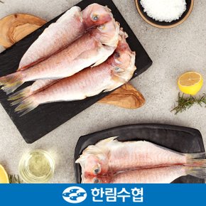 [바로배송][제주 한림수협] 제주직송 제주 특大 옥돔 6마리 세트 (옥돔 480g x 6팩)_국내산_냉동비축품