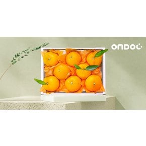 [바로배송][온도씨]제주 황금향 선물세트 1.5kg 7-9과내외(중과)