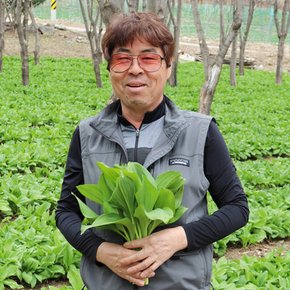 [4/15 순차출고]강원도 홍천 고랭지 산마늘(명이나물) 잎명이 3kg