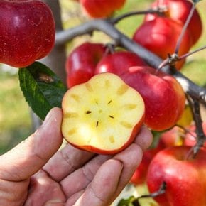 [사전예약 1/13 순차출고][산지직송] 고당도 영주 미니 별사과 가정용(대과 8~10과 내외 18brix)