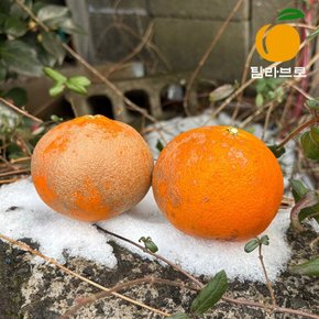 [탐라브로] 고당도 제주 레드향 못난이 10kg