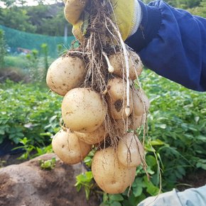 포슬포슬 안동 수미감자 5kg(대)