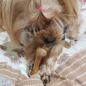 헌터본 강아지 치석 오래씹는 덴탈껌 연어 피부 16개 (골라담기).