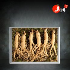 [식탁이야기] 5년근 난발삼 1채 500g (11~12뿌리)