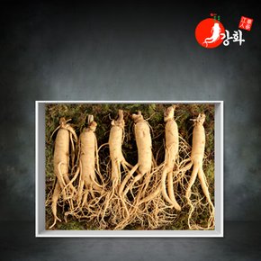 [식탁이야기] 5년근 난발삼 1채 750g (5~6뿌리)