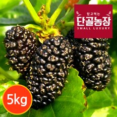 [단골농장] 내장산 토종 오디 생과 프리미엄 5kg (급냉)