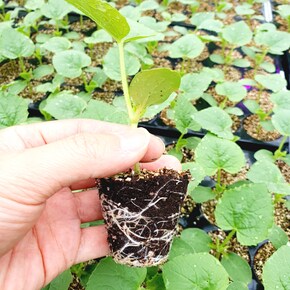 오이 모종 4개 백오이 백다다기 조선오이