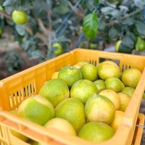 [실중량] 과즙팡팡 제주 황금향 9kg 로얄과