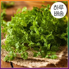 [하루배송][온도씨]가락시장 처빌 100g