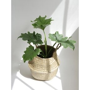 호프셀렘 중 (Philodendron selloum) 해초 라탄 바구니