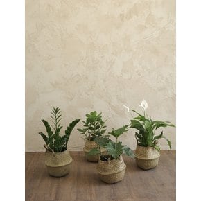 호프셀렘 중 (Philodendron selloum) 해초 라탄 바구니