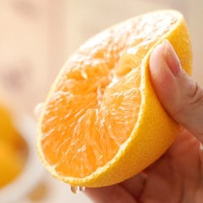 [17일9시명절전마감]프리미엄 제주 황금향 선물세트 4.5kg 26과 내외