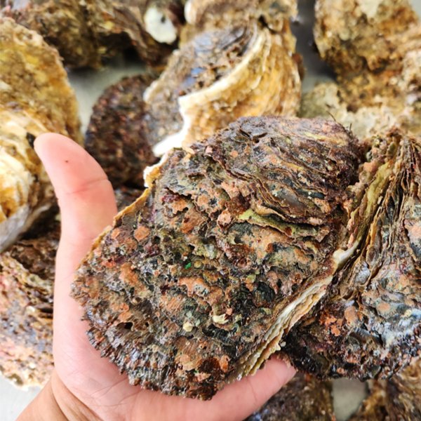 [어사부]자연산바위굴5kg(12-15미) - 이마트몰, 원하는 상품을 원하는 시간에 쓱, 이마트몰 [어사부]자연산바위굴5kg(12-15미) - 이마트몰